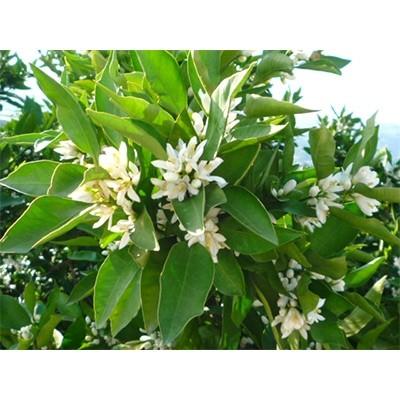 ふるさと納税 紀の川市 【2025年度新蜜】蜜柑蜂蜜 1200g&times;1本