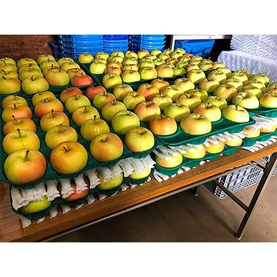 ふるさと納税 青森市 「とき」約10kg・糖度14度以上保証・訳あり家庭用りんご