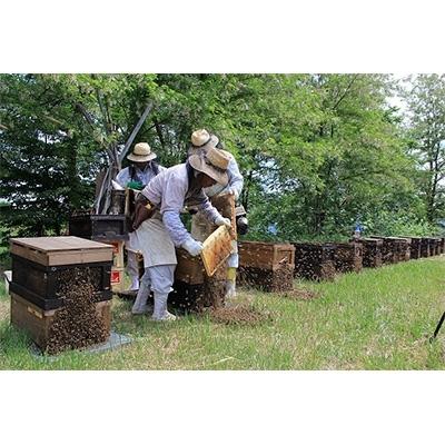 ふるさと納税 横手市 国産自家採集はちみつ2種詰め合わせ【アカシア・トチみつ】(計900g)_2