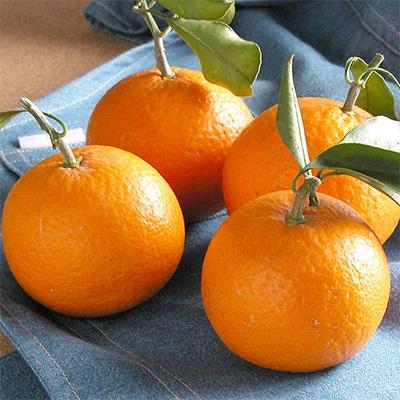 ふるさと納税 海南市 清見オレンジ5kg・サイズお任せ まごころ産直みかんから農園直送!