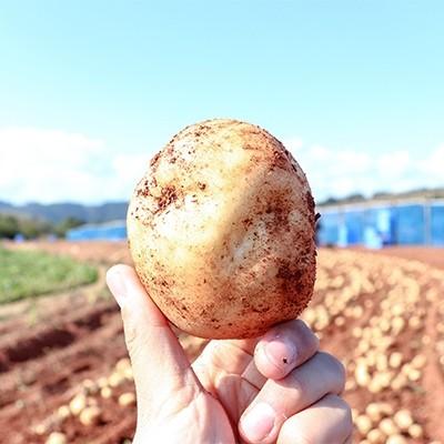 ふるさと納税 長島町 [厳選手選別]香りたつみずみずしいじゃがいも 新じゃがいも5kg_N