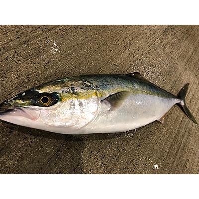 八幡浜市 ふるさと納税 竹中水産の 天然ヤズ 約2キロ 1 2本 D22 258 さとふる 通販 Yahoo ショッピング