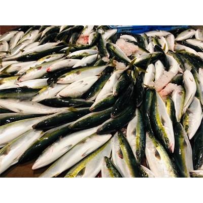 ふるさと納税 八幡浜市 竹中水産の 天然ヤズ 約2キロ 1 2本 D22 258 さとふる 通販 Yahoo ショッピング