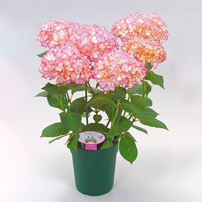 藤枝市 ふるさと納税 母の日に アジサイ鉢植え 未来5号 さとふる 通販 Yahoo ショッピング