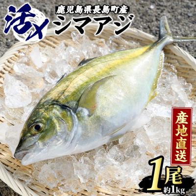 ふるさと納税 長島町 シマアジ 1匹 約1.0〜1.3kg-N