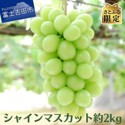 ふるさと納税 富士吉田市 [さとふる限定]果樹王国 やまなし から シャインマスカット約2kg(2〜5房)