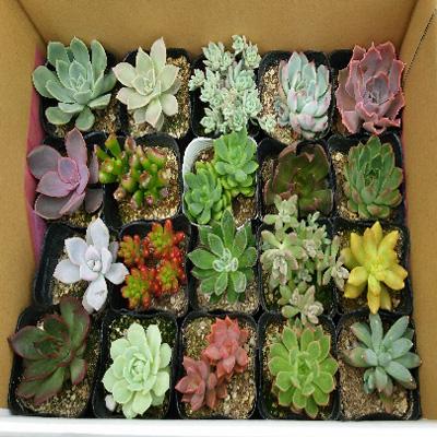 楽天ランキング1位 唐津市 ふるさと納税 多肉植物 寄せ植え苗セット 人気絶頂 Zoetalentsolutions Com