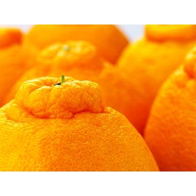 ふるさと納税 広川町 ≪先行予約 2027年2月〜発送≫ こだわり農家の濃厚不知火 約5kg
