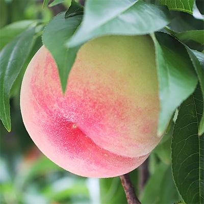ふるさと納税 高森町 【長野県産】桃(あかつき) 約3kg 秀品〈2026年07中旬〜08中旬発送〉の画像