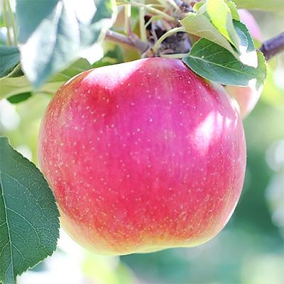 最大63％オフ！ ふるさと納税 高森町 長野県産 甘〜いりんご 約3kg ついに再販開始 秀品 シナノスイート