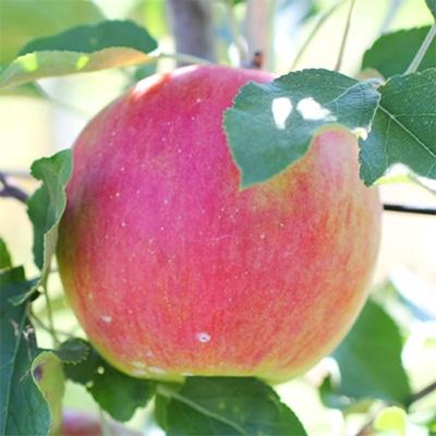 ふるさと納税 高森町 【長野県産!】甘〜いりんご(シナノスイート)約10kg 秀品