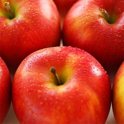 ふるさと納税 高森町 【長野県産!】甘〜いりんご(シナノスイート)約10kg 秀品