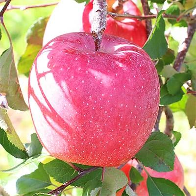 ふるさと納税 高森町 [長野県産]サンふじ!(約3kg)秀品 2026年先行受付