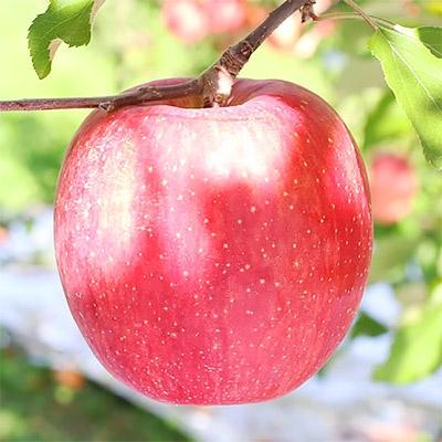 ふるさと納税 高森町 [長野県産]サンふじ!(約5kg)秀品