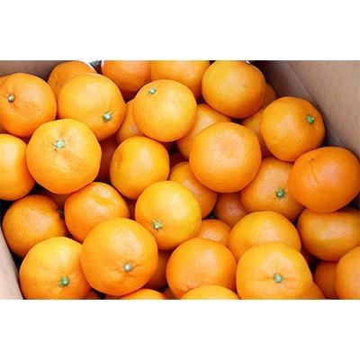 ふるさと納税 橋本市 【先行受付】柳フルーツ園 大玉みかん 約5kg Lサイズ |  | 01