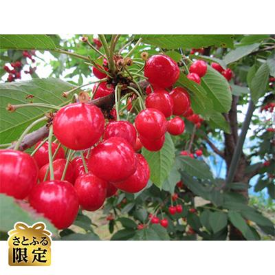 ふるさと納税 青森市 [さとふる限定]さくらんぼ「紅てまり」(L〜2L 約500g×1パック)