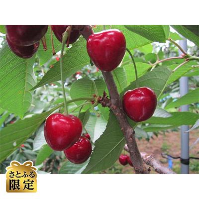 ふるさと納税 青森市 [さとふる限定]さくらんぼ「サミット」(2L〜3L 500g×1パック)