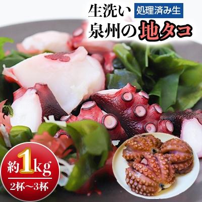 ふるさと納税 岸和田市 生洗い泉州の地タコ約1kg