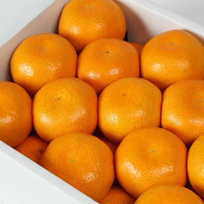 ふるさと納税 杵築市 冷やしてひんやり!甘さ広がるハウスミカン約2kg(化粧箱入)|y-sf|02