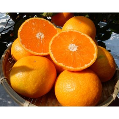 ふるさと納税 湯浅町 11月下旬より発送　<先行受付>マルユー園の温州みかん5kgご家庭用(大玉L〜3L混合サイズ) |  | 02