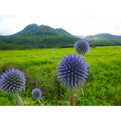 【ほぼ未使用】 ふるさと納税 九重町 ガイドと楽しむタデ原(たでわら)湿原から指山　登山散策チケット　1枚(6名様まで) 【QGW8451939838】(30800円)
