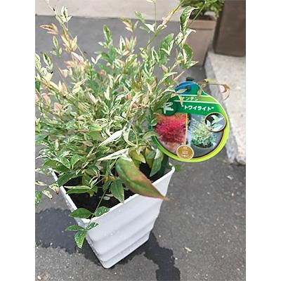 鈴鹿市 ふるさと納税 斑入り南天トワイライト さとふる 通販 Yahoo ショッピング