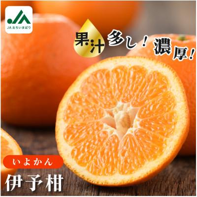 ふるさと納税 今治市 [先行予約]伊予柑 10kg いよかん 果汁たっぷり 家庭用