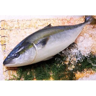 ふるさと納税 津久見市 【11月発送】ひろびろいけすぶり(フィレ・片身)1枚|y-sf|03