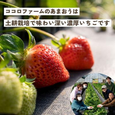 ふるさと納税 豊前市 こだわりの濃厚あまおう　285g×2パック【福岡県産あまおう苺】2025年1月発送開始｜y-sf｜02