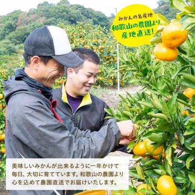 ふるさと納税 湯浅町 《先行受付・2026年10月発送》ご家庭用ゆら早生有田みかん 10kg |  | 01