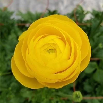 ふるさと納税 観音寺市 ラナンキュラス ゆずてまり 切花 50本 さとふる 通販 Yahoo ショッピング