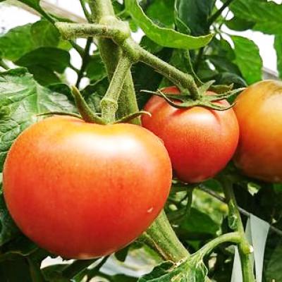 ふるさと納税 日出町 2026年1月下旬から順次発送【糖度10度以上】高