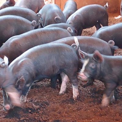 ふるさと納税 奄美市 奄美島豚あかりんとんセット 