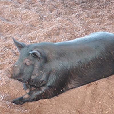 ふるさと納税 奄美市 奄美島豚あかりんとんセット 