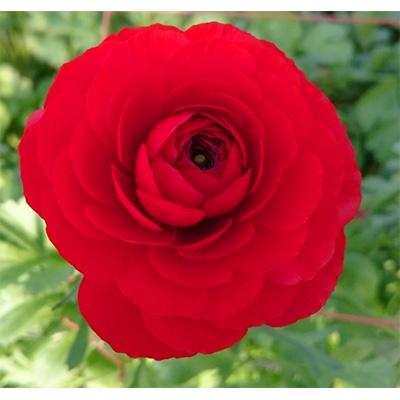 ふるさと納税 高松市 ラナンキュラス「赤系色てまり」切花50本