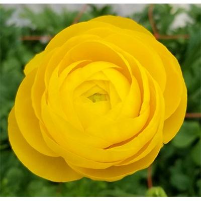 ふるさと納税 高松市 ラナンキュラス「黄系色てまり」切花50本