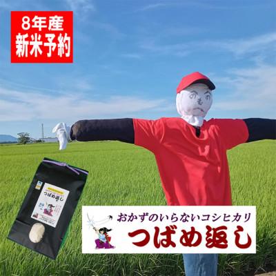 【引取り可能な方限定】コシヒカリ 苗 28枚(枚数指定可) ふるさと納税 燕市 【8年産新米先行予約】おかずのいらないコシヒカリ