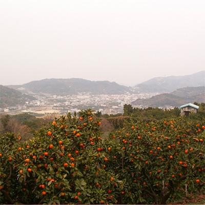 ふるさと納税 海南市 【紀州伝統の味】下津蔵出しみかん　約3kg【混合サイズ】 |  | 02