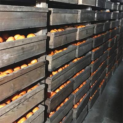 ふるさと納税 海南市 【紀州伝統の味】下津蔵出しみかん　約5kg【混合サイズ】 |  | 01