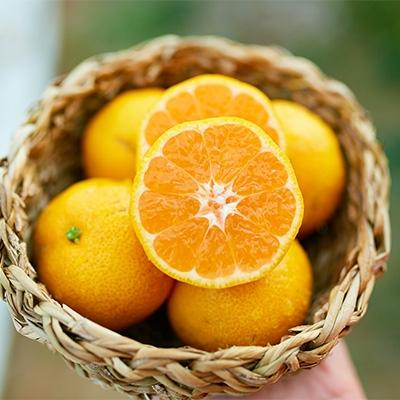 ブランドグッズ ふるさと納税 玉東町 ぎょくだんミチヒロのみかん5kg サイズおまかせ 割引商品 Www Pesticon Sg