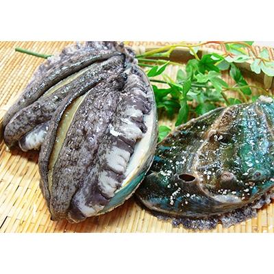 ふるさと納税 美浜町 やわコリ食感紀州活アワビ 5個入 さとふる 通販 Yahoo ショッピング