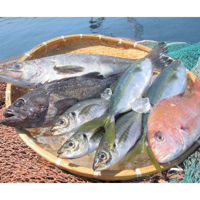 ふるさと納税 越前町 [越前港直送]朝獲れお魚詰め合わせ 6種類