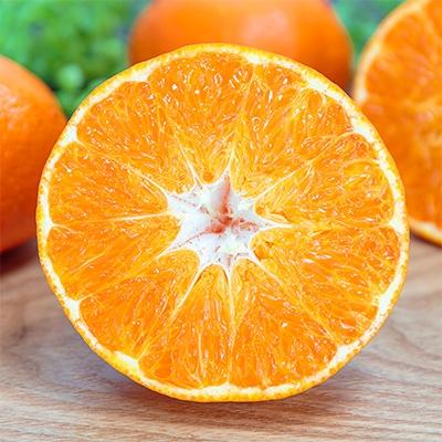 ふるさと納税 八幡浜市 ＼ 愛媛が誇る 高級みかん 希少品種 / 訳あり