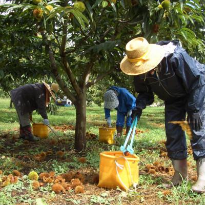 ふるさと納税 飯田市 【厳選した長野県産の栗を贅沢に使用!】　栗きんとん　16個&times;2箱