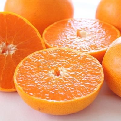 ふるさと納税 広川町 ≪先行予約 2027年2月〜発送≫[高級]和歌山有田の濃厚せとか 約4〜5kg