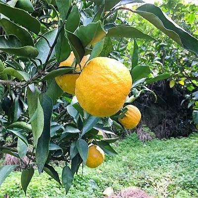 ふるさと納税 湯浅町 ≪発送中≫[希少柑橘]紀州和歌山のじゃばら果実(ご家庭用) 1kg