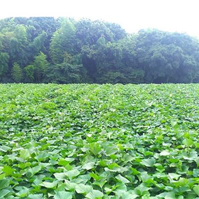 ふるさと納税 東海村 紅はるか 焼き芋2kgバラ詰めの画像