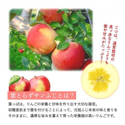 ふるさと納税 藤崎町 葉とらずサンふじ 大玉 8個(約3kg) ご家庭用 元祖ふじ|y-sf|02
