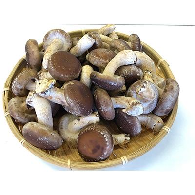 ふるさと納税 大垣市 大垣椎茸　肉厚・ジューシー　1kg_2