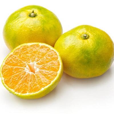 ふるさと納税 九度山町 【極早生みかんの逸品】有田産ゆら早生みかん 約5kg(九度山町) |  | 01